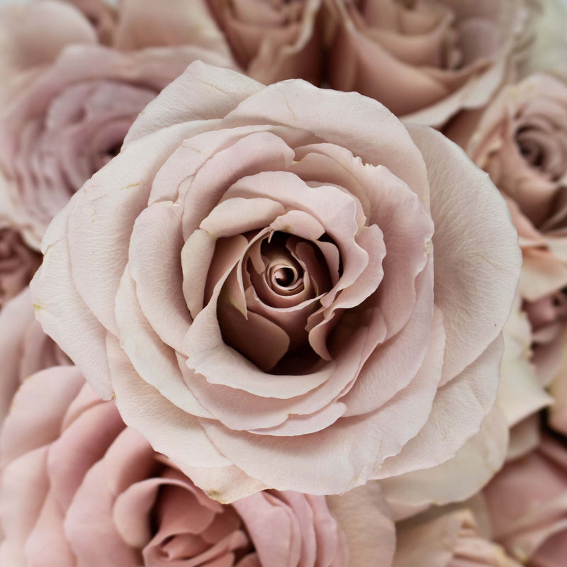 Quicksand Cream Rose Up Close