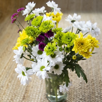 Save the Classic Daisy, Poms and Cushion Mix
