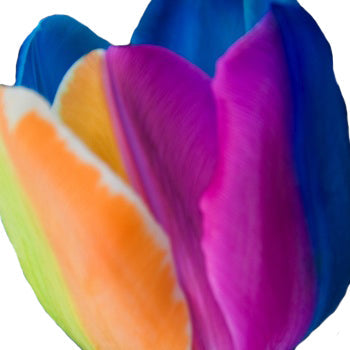 Rainbow Tulip Wholesale Flower Up close