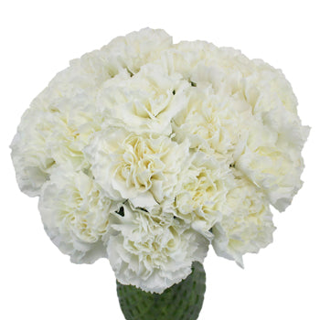 Flower Science Experiment for Kids