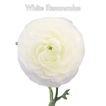 Ranunculus Eucalyptus and White Flowers DIY Flower Kit Flatlay
