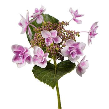 Raspberry Cream Hydrangea Stem View
