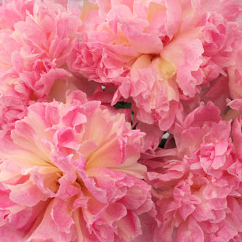 Raspberry Sundae Blush Pink Peonies up close