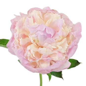 Raspberry Sundae Blush Pink Peony Stem
