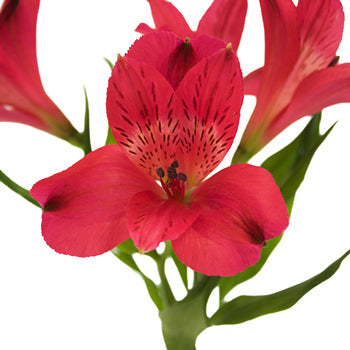 Red alstroemeria Wholesale Bloom close up