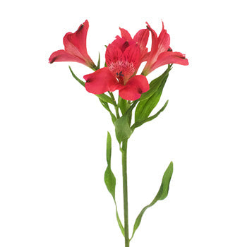 Red alstroemeria Wholesale Flower Stem