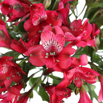 Red alstroemeria Wholesale Flower Upclose