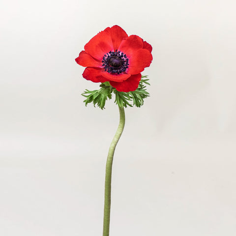 Red Anemone Wholesale Flower Stem