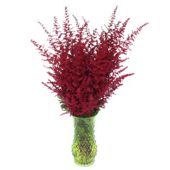 Red Astilbe Flower November to April