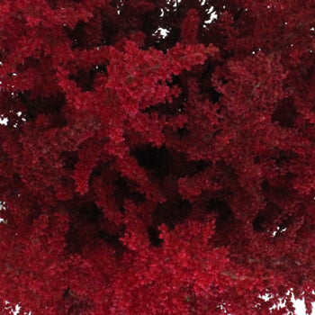 Red Astilbe Flower May to October