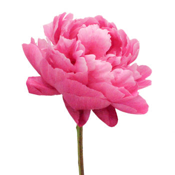 Red Bernhardt Hot Pink Peony Side Stem View