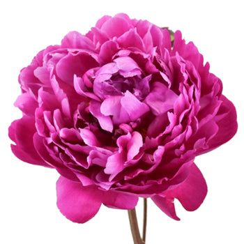 Red Bernhardt Peony for April Delivery