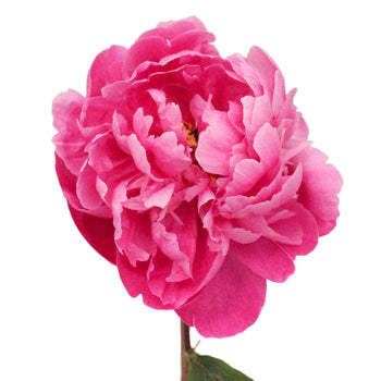 Red Bernhardt Peony for April Delivery