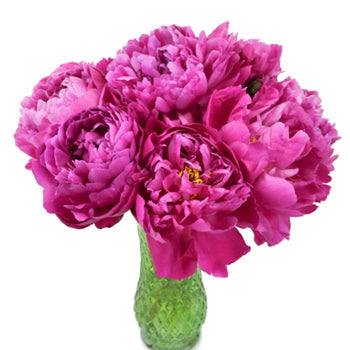 Red Bernhardt Peony for April Delivery
