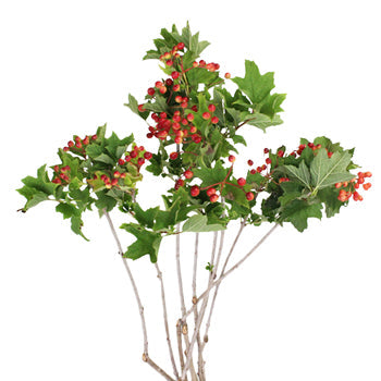 Viburnum Berries Wholesale Flowers