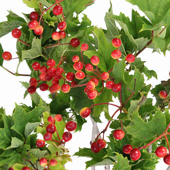 Viburnum Berries Wholesale Flowers