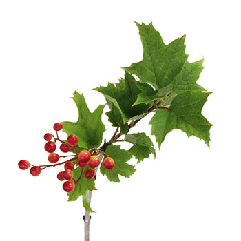 Viburnum Berries Wholesale Flowers