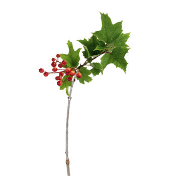 Viburnum Berries Wholesale Flowers