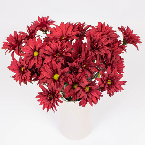 Brahma Red Daisy Flowers in Vase