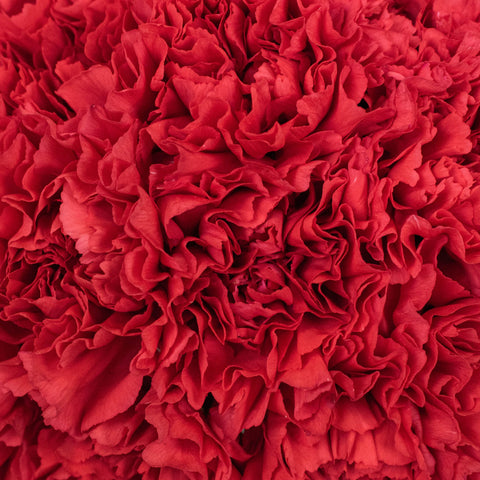 Red Carnations Flower Up Close