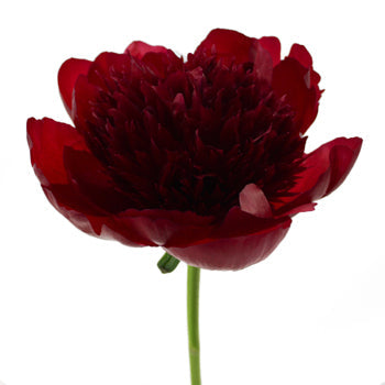 Red Charm Burgundy Peony Side Stem View