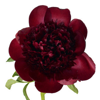 Red Charm Burgundy Peony Bloom View