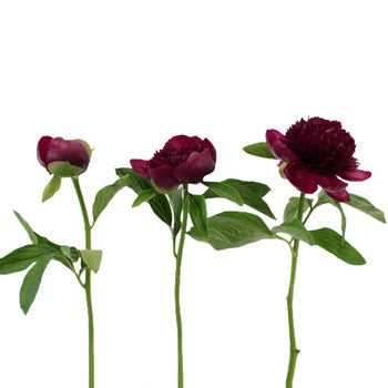 Red Charm Burgundy Wholesale Peony Bunch