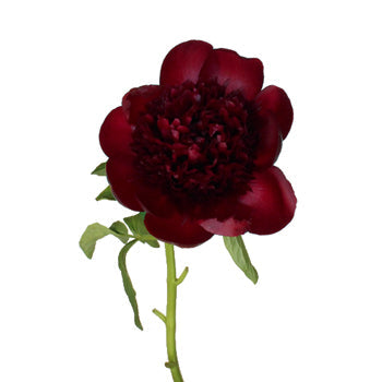 Red Charm Burgundy Peony Stem