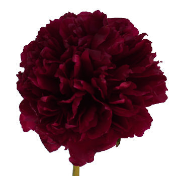 red-charm-burgundy-peonies-online-for-weddings