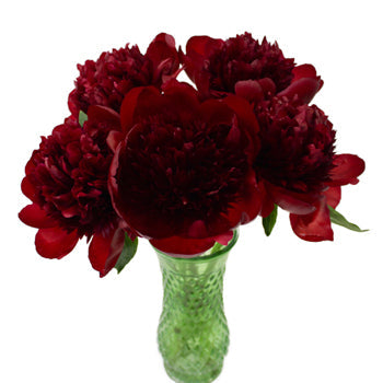 Red Charm Burgundy Peony in a vase