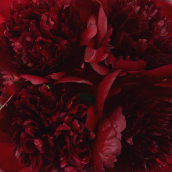 Red Charm Burgundy Peonies up close