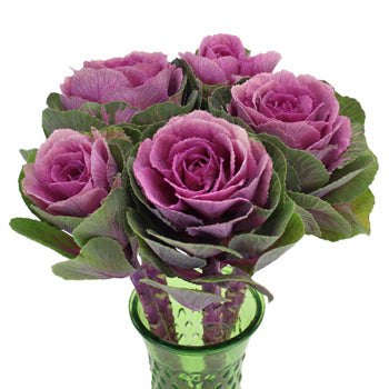 Kale Purple and Green Fresh Flower