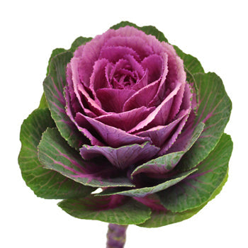 Kale Purple and Green Fresh Flower