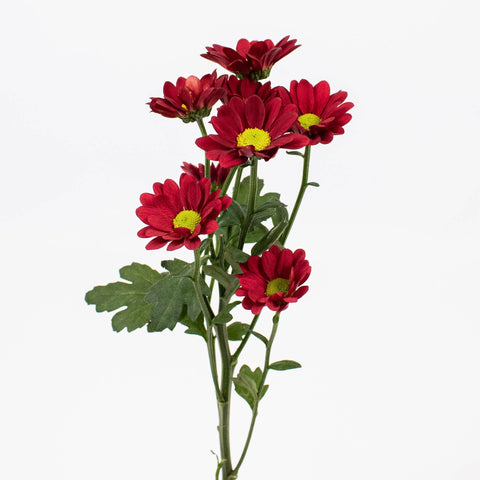 Managua Red Daisy Flower Single Stem