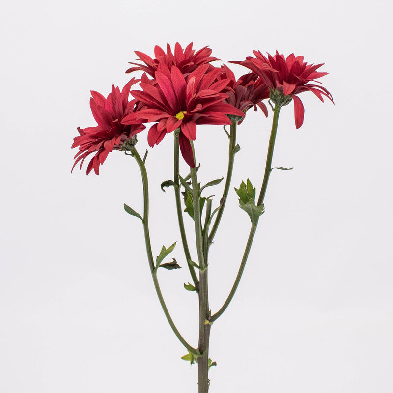 Brahma Red Daisy Flower Single Stem