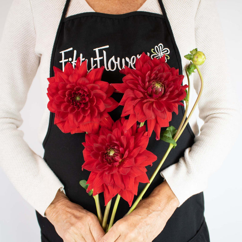 Red Deep Dahlia Flower Bunch in Hand