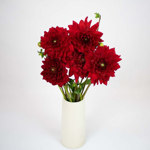 Red Deep Dahlia Flower Bunch in Vase