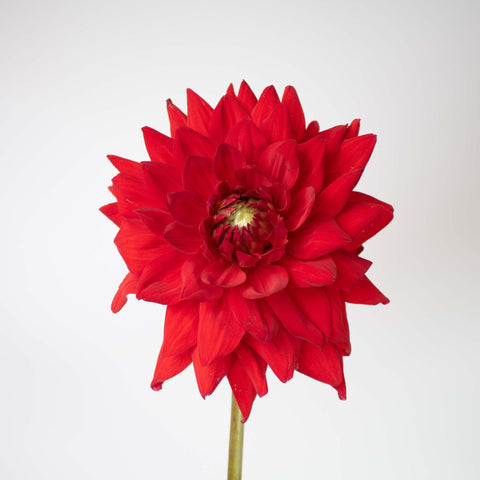 Red Deep Dahlia Flower Stem