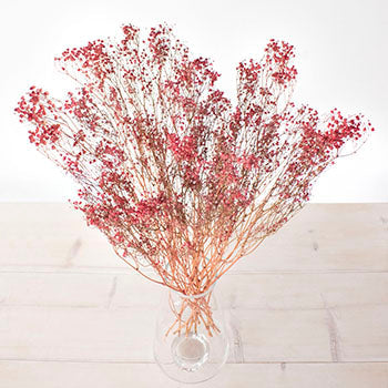 Dried Baby's Breath Red Flower