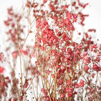 Dried Baby's Breath Red Flower