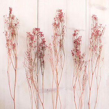 Dried Baby's Breath Red Flower