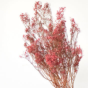 Dried Baby's Breath Red Flower