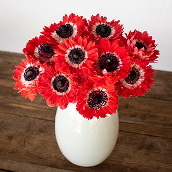Red Full Star Anemone Wholesale Flower In a vase