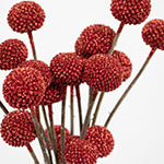 Red Glitter Billy Balls Flower Up Close