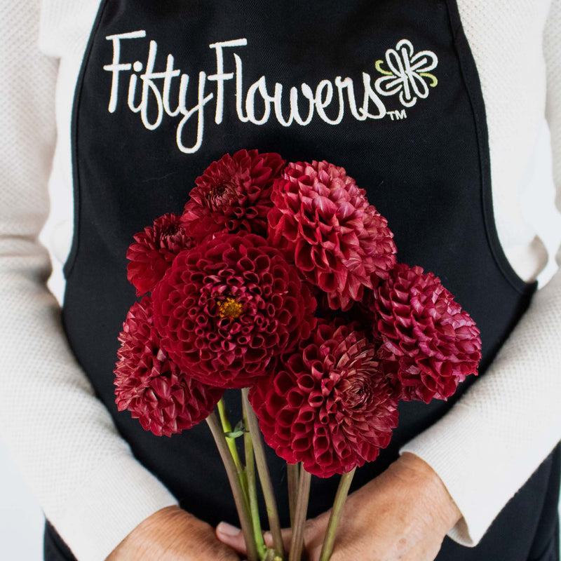 Red Honeycomb Dahlia Flower Bunch in Hand