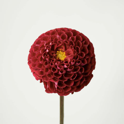 Red Honeycomb Dahlia Flower Stem