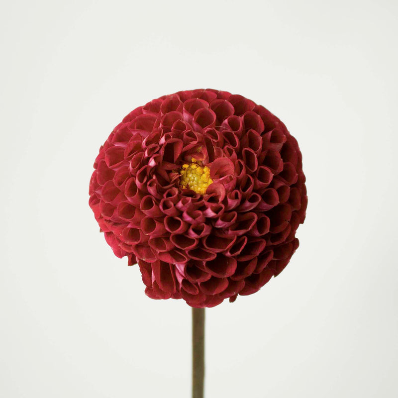 Red Honeycomb Dahlia Flower Stem