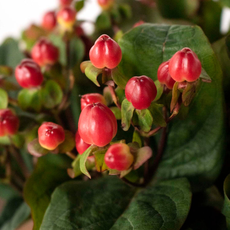 Red hypericum berry DIY wedding flower