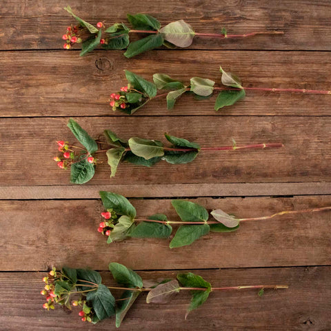 Red hypericum berry bulk wedding flower
