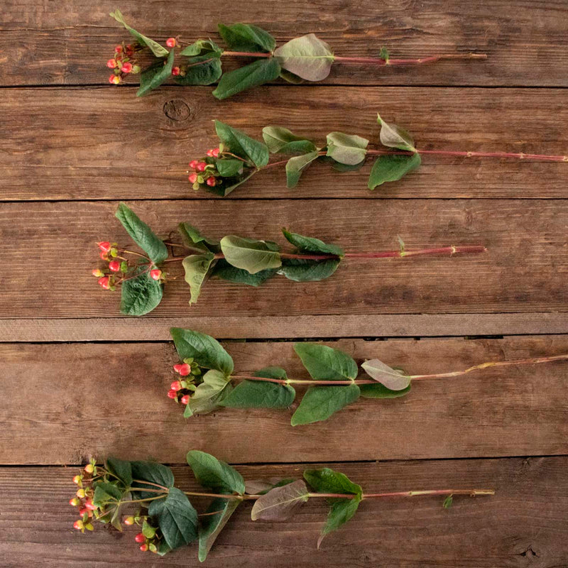 Red hypericum berry bulk wedding flower